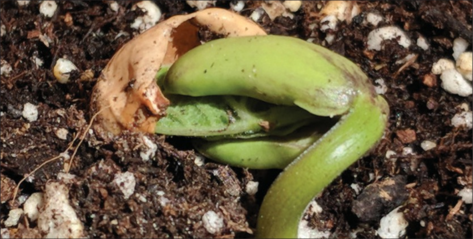 How to Help Your Veggies Grow - We Asked an Expert